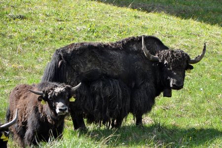 yaks.jpg